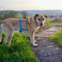 Amerigo sucht sein letztes ZUhause, Hund zur Adoption