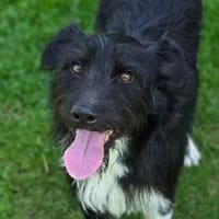 COOPER wartet schon lange, Hund zur Adoption