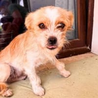 Daisy, Hündin zur Adoption