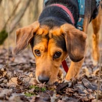 Volt, pies do adopcji