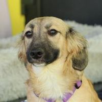 Ich bin Darina  darf ich dein Herz erob, Hündin zur Adoption