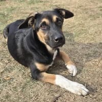 NIANO sucht sein Für-Immer-Zuhause, Hund zur Adoption