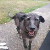 Verschmuster Murphy sucht ein Zuhause, Hund zur Adoption