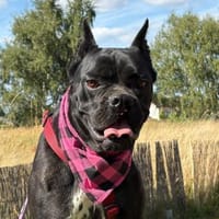 kleine Gretel sucht ihr Menschen, Hündin zur Adoption