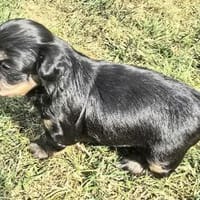 Tess sucht neuen Wirkungskreis ab Oktobe, Hündin zur Adoption