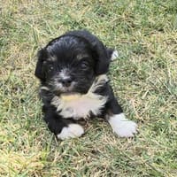 Taro sucht neuen Wirkungskreis ab Oktobe, Hund zur Adoption