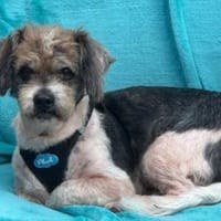 Lieber kleiner ROKY, Zuhause gesucht, Hund zur Adoption
