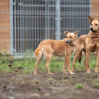 Sansa, suczka do adopcji