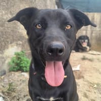 liebenswerter Soso, Hund zur Adoption