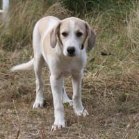 Irmi - vier Pfoten auf Körbchensuche, Hündin zur Adoption