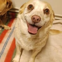 Xina- unkomplizierte Herzenshündin, Hündin zur Adoption
