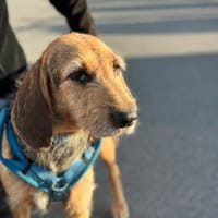 💜Diana - in Deutschland, Hündin zur Adoption