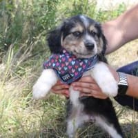 Bambinile sucht ihre Familie!, Hündin zur Adoption
