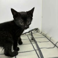 Samba, kotka do adopcji