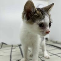 Tango, kot do adopcji