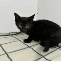 Mambo, kot do adopcji