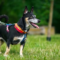 Fafik, pies do adopcji