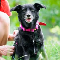 Maja, suczka do adopcji