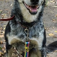Bajgiel, pies do adopcji