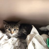 Nala, kotka do adopcji