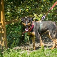 Ogonek, pies do adopcji