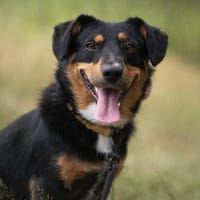 Brownie, pies do adopcji