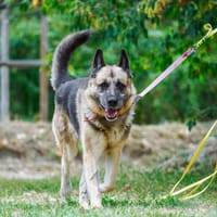 Maks, pies do adopcji