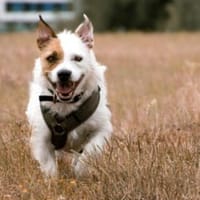 Retaco aus Pirna ist gerne Einzelprinz, Hund zur Adoption