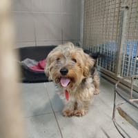 Pixel, pies do adopcji