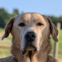 Pablo - wartet in 40667 Meerbusch, Hund zur Adoption
