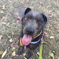 Nori, pies do adopcji