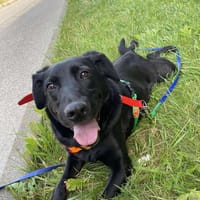 Aurora, suczka do adopcji