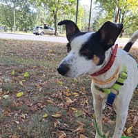 Tolek, pies do adopcji