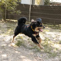 Pongo, pies do adopcji