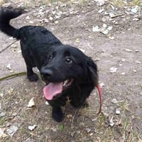 Fokus, pies do adopcji