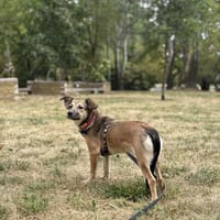 Sandy, suczka do adopcji