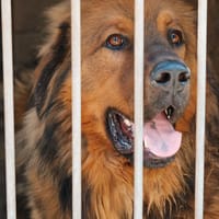 Wookiee, pies do adopcji