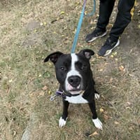 Czarek, pies do adopcji