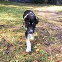 Leo, pies do adopcji