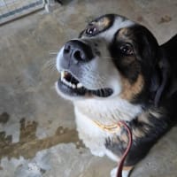 Roger, pies do adopcji