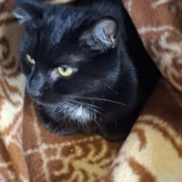 Vito, kot do adopcji
