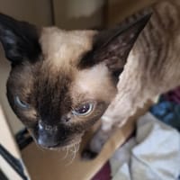 Ruby, kot do adopcji