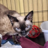 Ruby, kot do adopcji