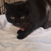Tenebra, kotka do adopcji