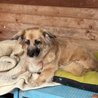 Aria, suczka do adopcji