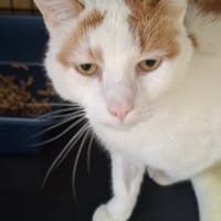 Gonzo, kot do adopcji