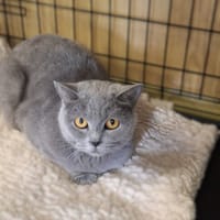 Zula, kotka do adopcji