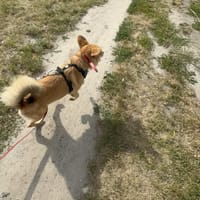 Billie, suczka do adopcji