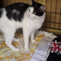 Ligia, kotka do adopcji