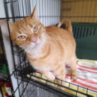 Andre, kot do adopcji